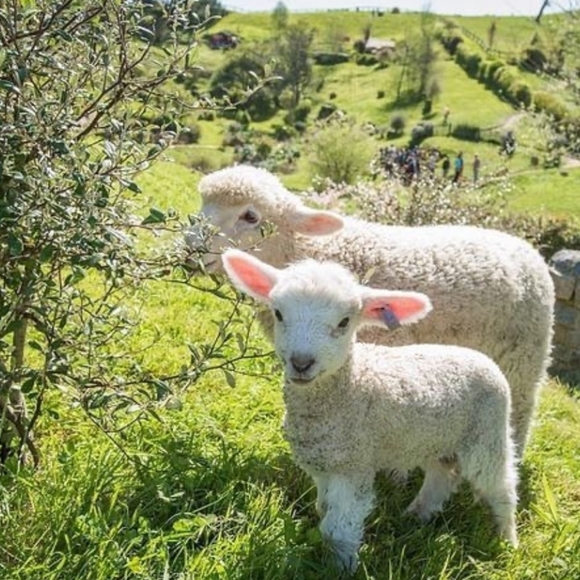 Meet your Posher, Missy - Picture 3 of 4